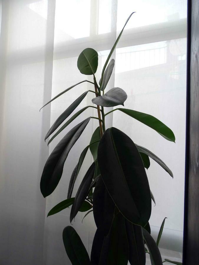 Apartmán Focolare Caces Exteriér fotografie